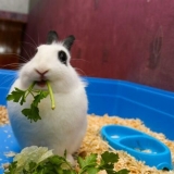 Da li je moguće ukrasnim zečevima dati peršun